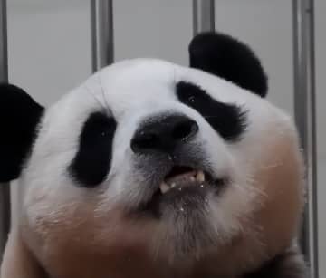 中国ジャイアントパンダ保護研究センターはこのほど、韓国で生まれたジャイアントパンダ「フーバオ」の最新映像を公開した。