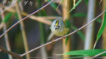 YouTube『野鳥動画図鑑 Wild Bird Japan』：キクイタダキ（2）より